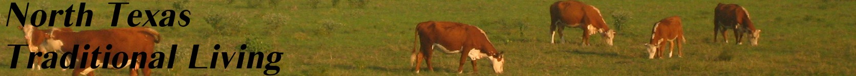 TX cattle