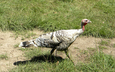 Blond Heritage Turkey