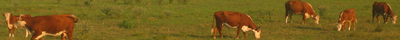 Cattle Banner