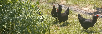 Astralorp & Maran Chickens