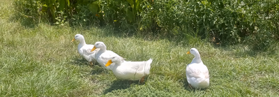 Jumbo Pekin Ducks Foraging