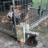 Portable Turkey Tavern