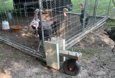 Portable Turkey Tavern