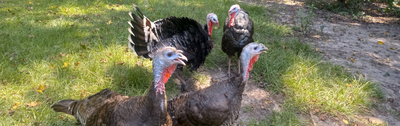 Bronze Heritage Turkeys