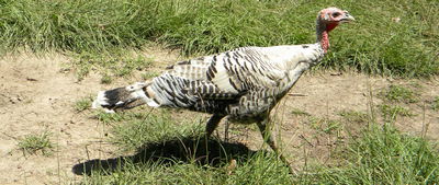Blond Heritage Turkey